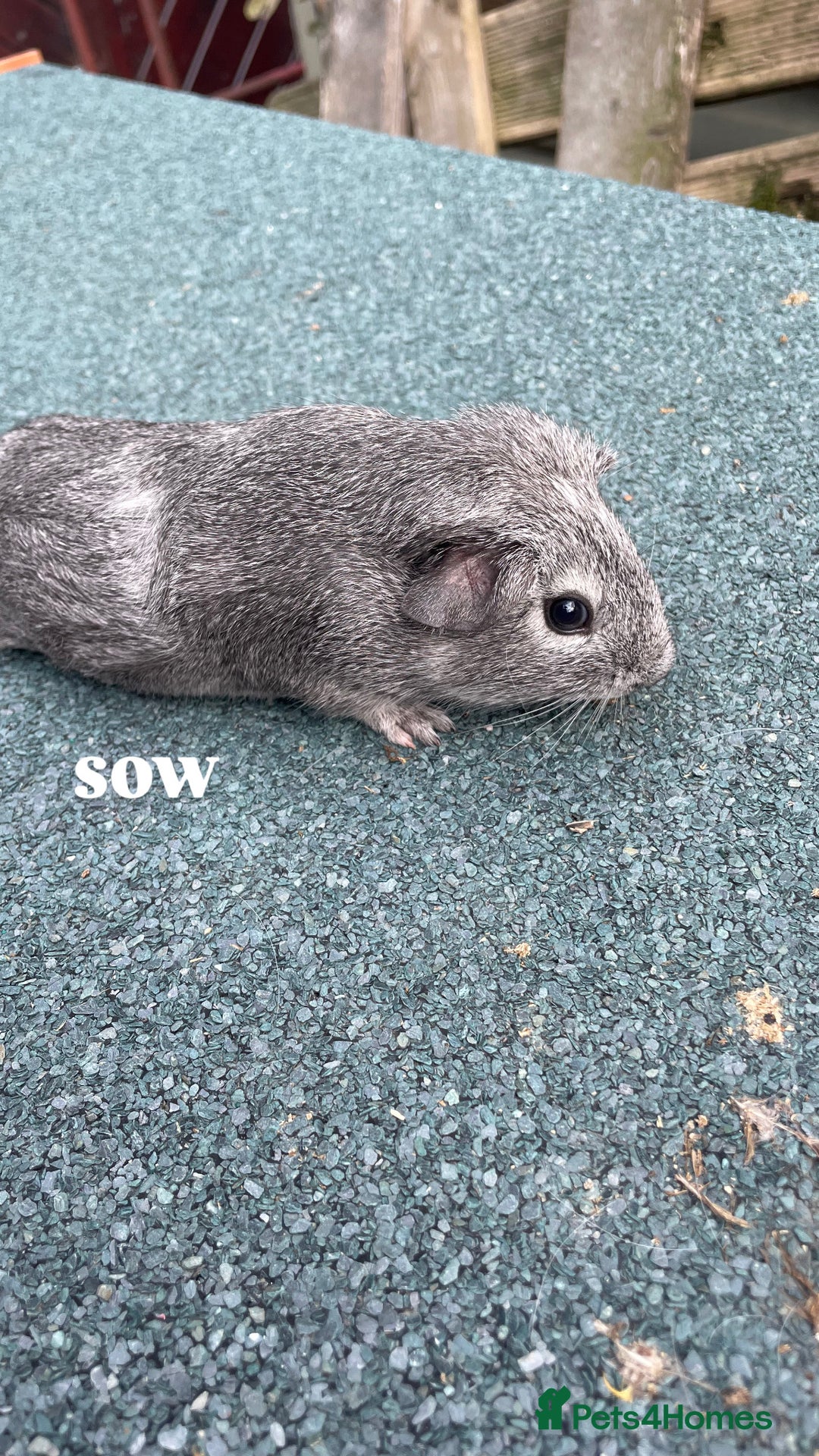 Guinea Pig rodents for sale: 4 baby guinea pigs & 2 adult males for sale! - Image 1