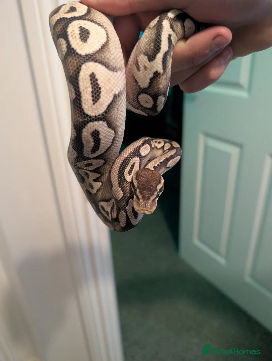 Python Snake reptiles for sale: Python  - Advert 2