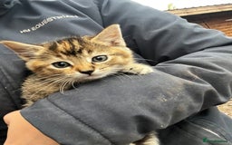 Mixed Breed cats for sale: Mixed coloured kittens looking for new homes!  - Image 4