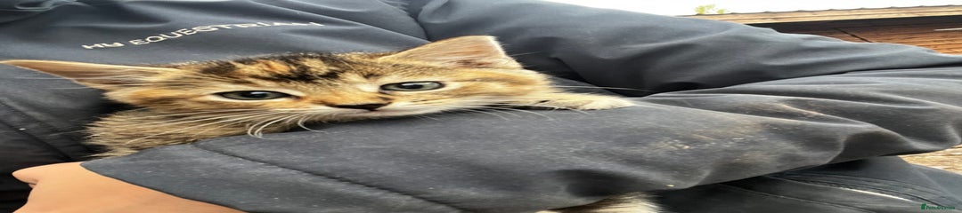 Mixed Breed Kitten 5