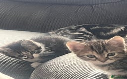 Mixed Breed cats for sale: Kittens  - Image 8