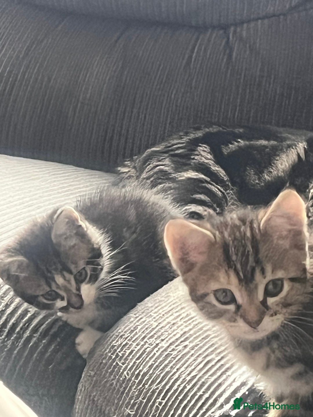 Mixed Breed cats for sale: Kittens  - Image 8