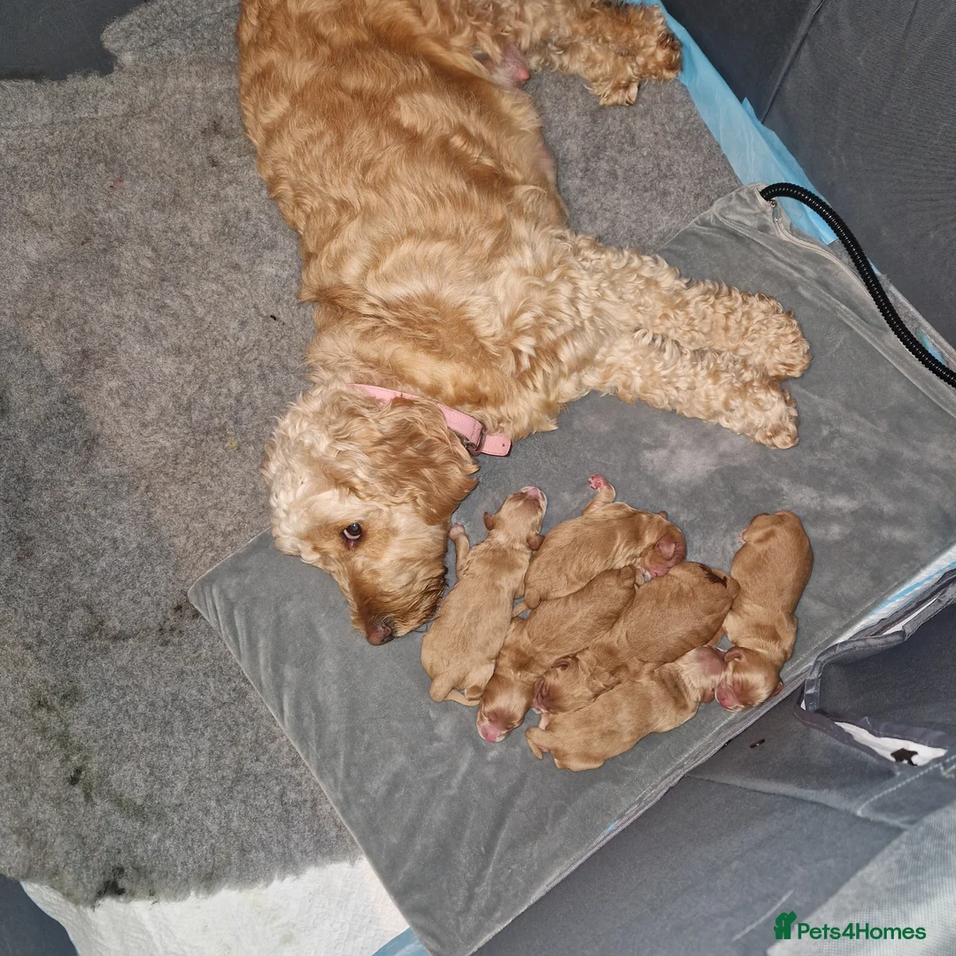 Cockapoo dogs for sale: Gorgeous Golden cockerpoos- 3 weeks old in Stevenage - Advert 1