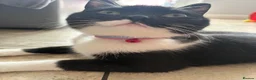 Mixed Breed cats for sale: Cherry and  **   in Staines - Advert 5
