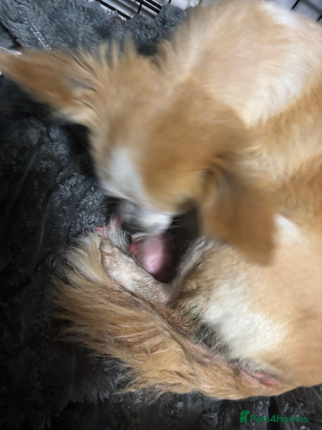 Mixed Breed dogs for sale: Chihuahua pups  - Image 5