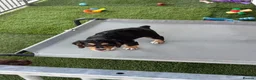 Cocker Spaniel dogs for sale: Working cocker Spainel puppies  - Advert 14