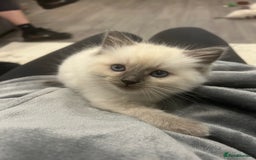 Ragdoll cats for sale: *LAST* Female bluepoint ragdoll kitten Ready NOW! - Image 3