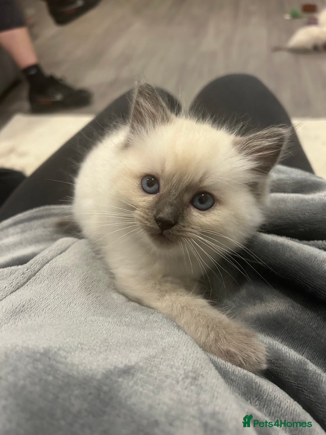 Ragdoll cats for sale: *LAST* Female bluepoint ragdoll kitten Ready NOW! - Image 3