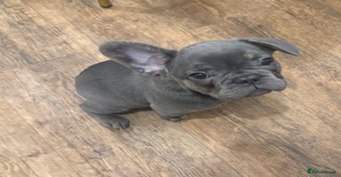French Bulldog dogs BLUE BOY 💙  LILAC GIRL 🩷 10 weeks  - Advert 3