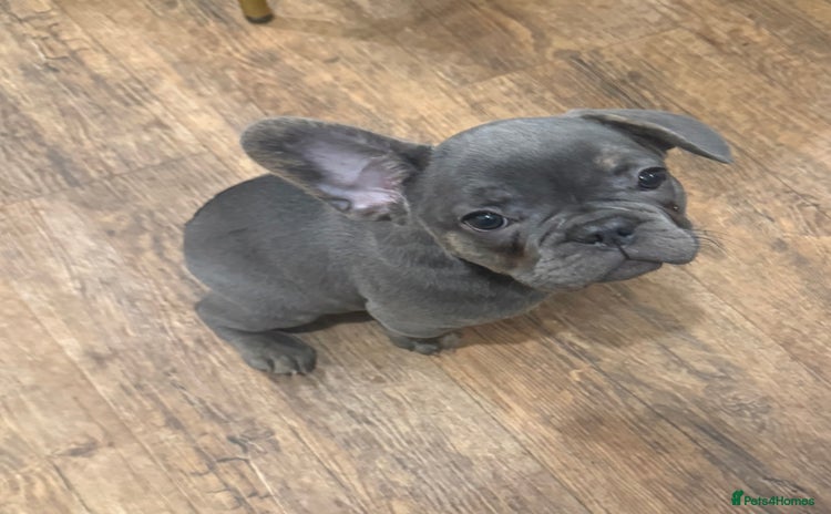 French Bulldog dogs BLUE BOY 💙  LILAC GIRL 🩷 10 weeks  - Advert 3