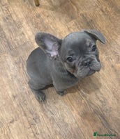 French Bulldog dogs BLUE BOY 💙 LILAC GIRL 🩷 10 weeks - Advert 6
