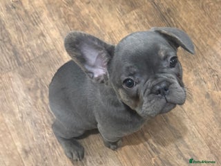 French Bulldog dogs BLUE BOY 💙 LILAC GIRL 🩷 10 weeks - Advert 6