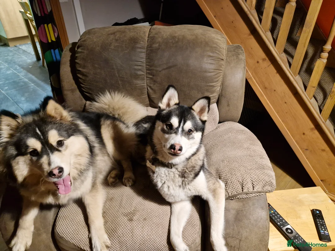 Pomsky dogs for sale: Pomsky puppies - Advert 7