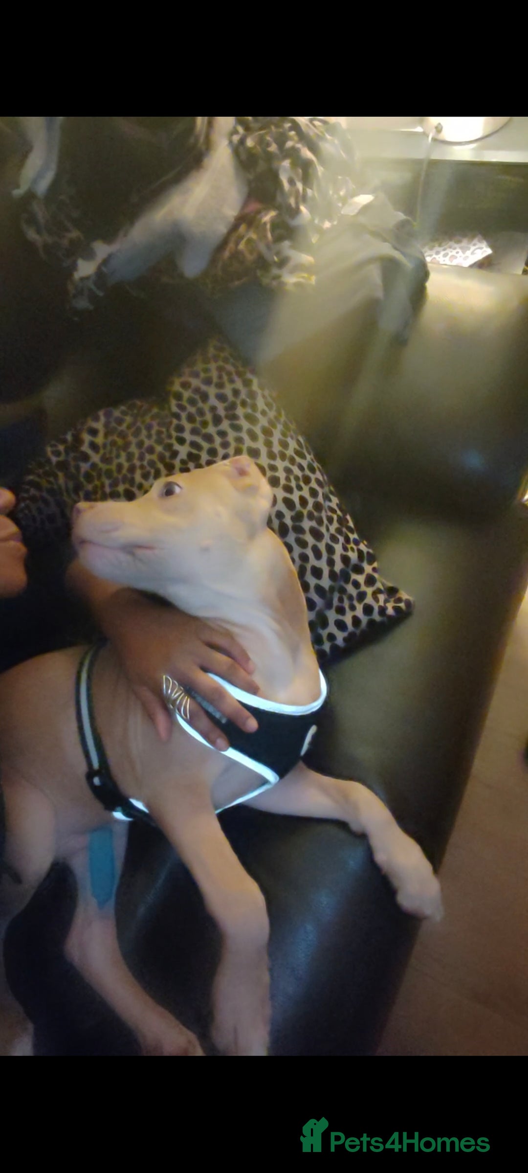 Mixed Breed dogs for sale: 10 month pup looking for forever loving home  - Advert 18