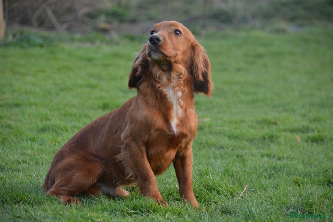 Cocker Spaniel dogs for sale: Ruby Red Cockers - Image 8
