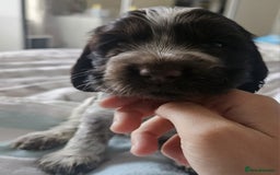 Cocker Spaniel dogs for sale: Show cocker spaniel  - Image 25