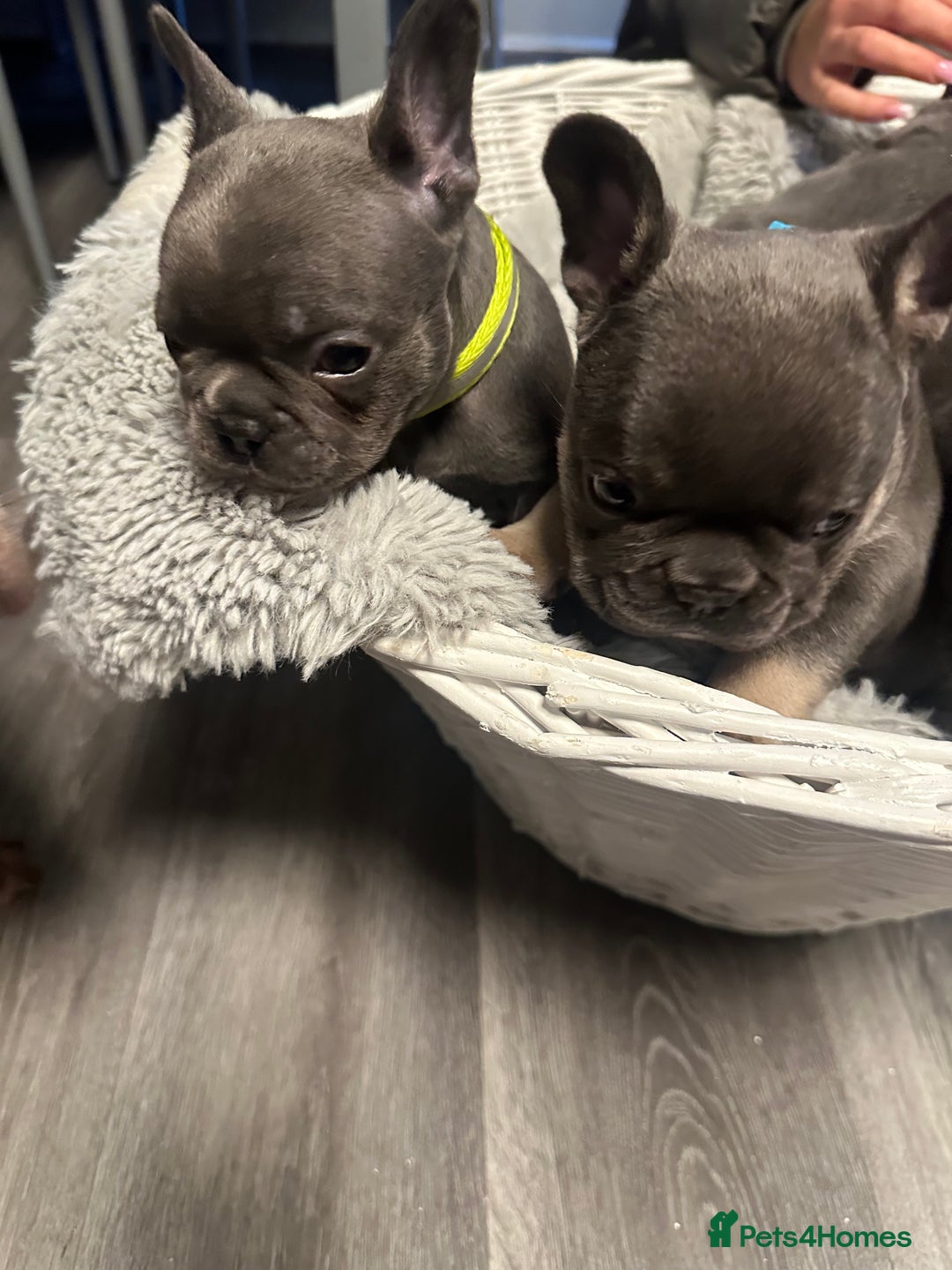 French Bulldog dogs for sale: Beautiful looking French bulldog puppies - Advert 16