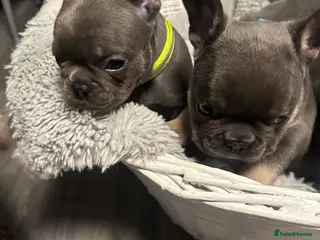 French Bulldog dogs French bulldog puppies - Advert 15