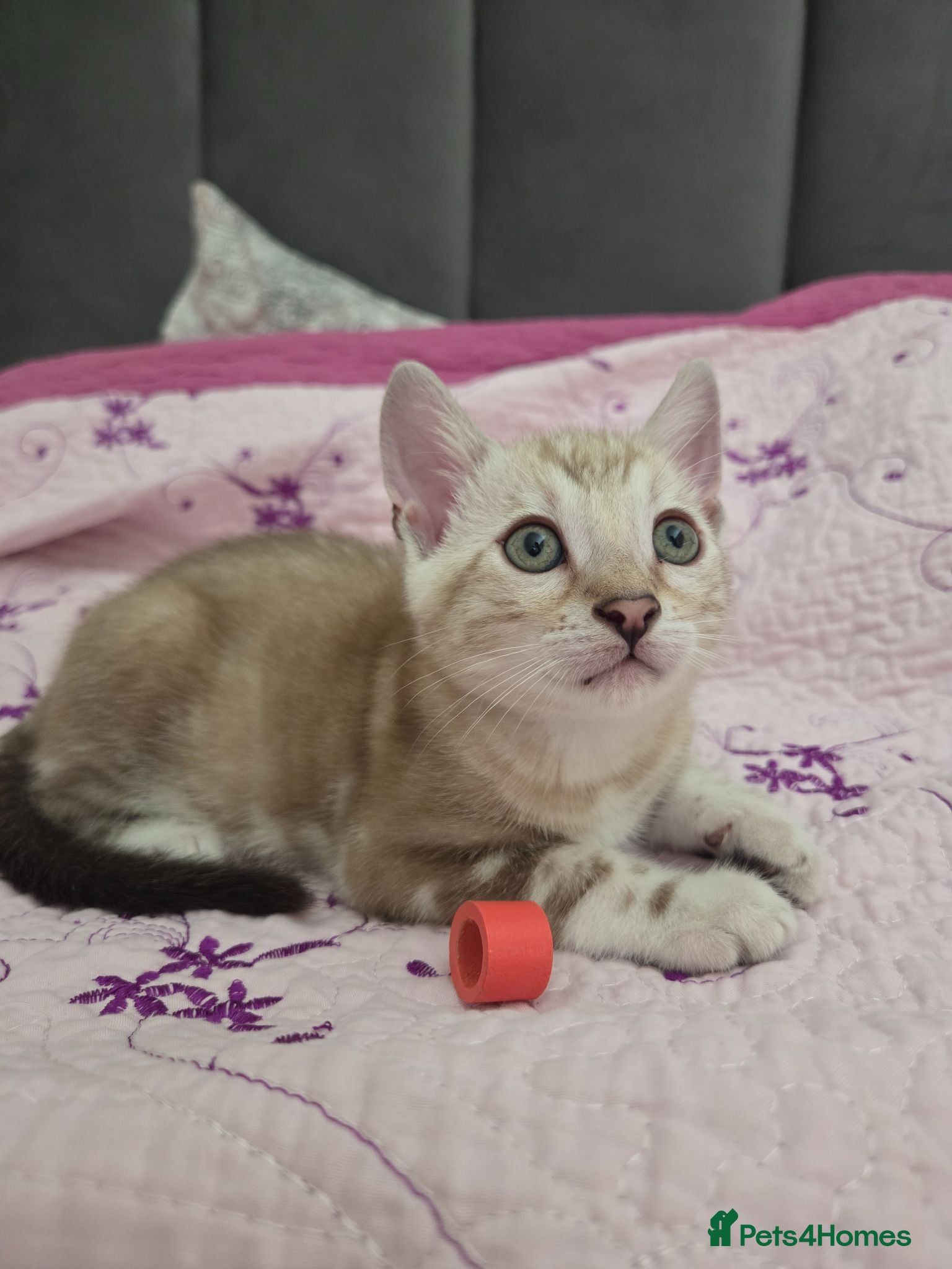 Bengal cats Pure Bengals Stunning Colour-(only 1 left)) - Advert 2