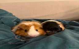 Guinea Pig rodents for sale: 2 guinea pig boys for sale  - Image 4