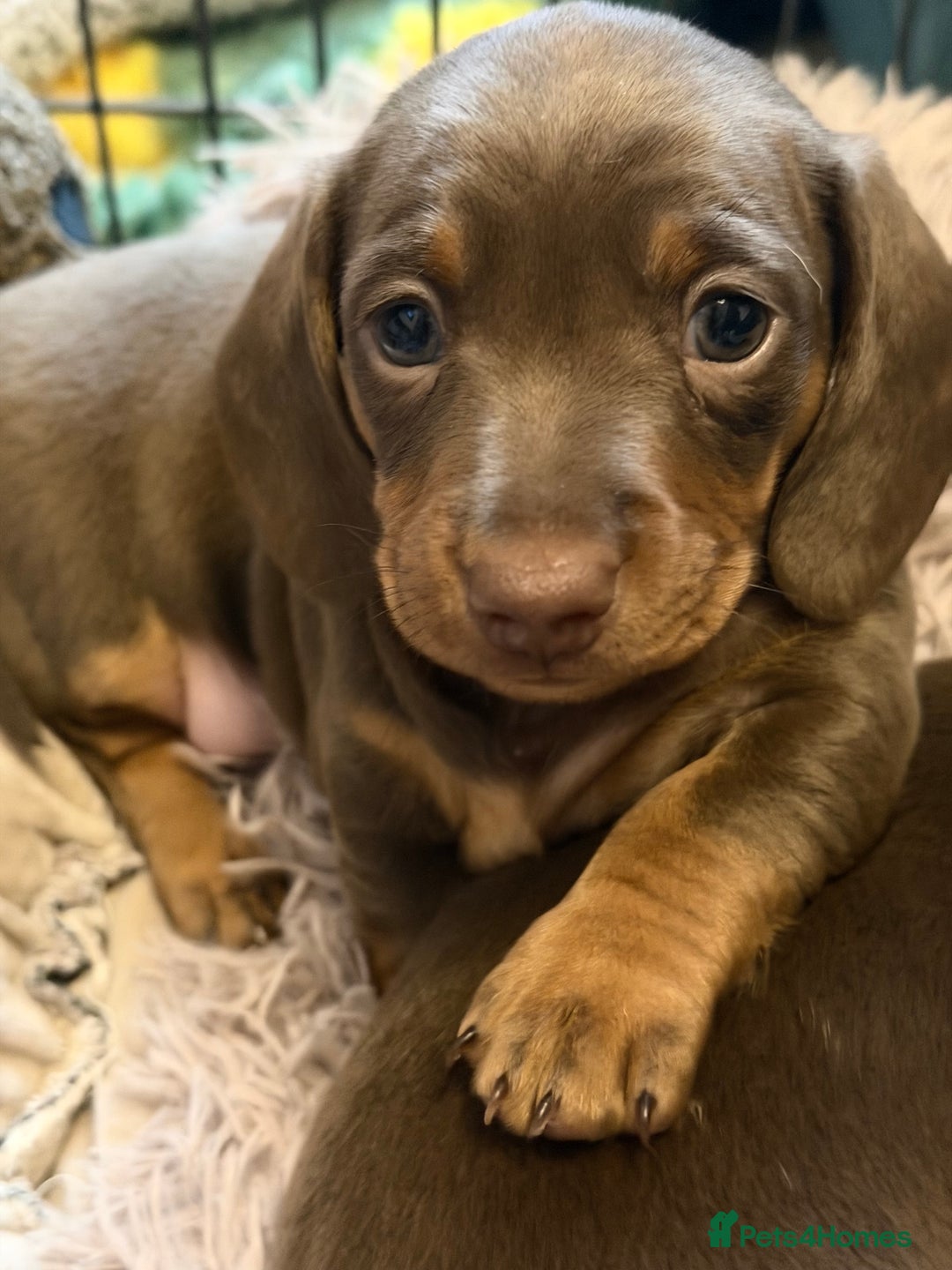 Miniature Dachshund dogs for sale: REDUCED…PRA Clear, KC Reg Miniature Dachshund Girl - Advert 5