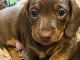 Miniature Dachshund dogs - Advert 6