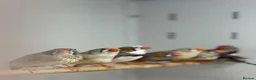 Finches birds for sale: Zebra finches  - Advert 6