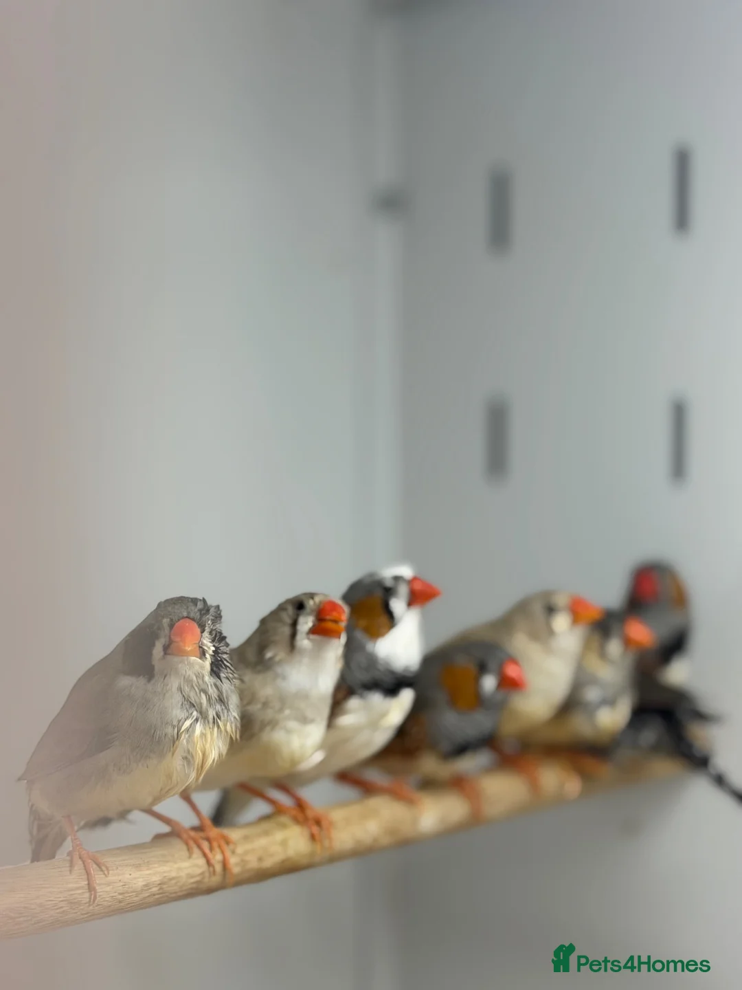 Finches birds for sale: Zebra finches  - Advert 6
