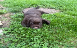 Sprocker dogs for sale: Two gorgeous working sprocker puppies left 👀 - Image 2