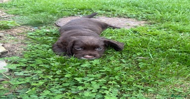 Sprocker dogs - Advert 7