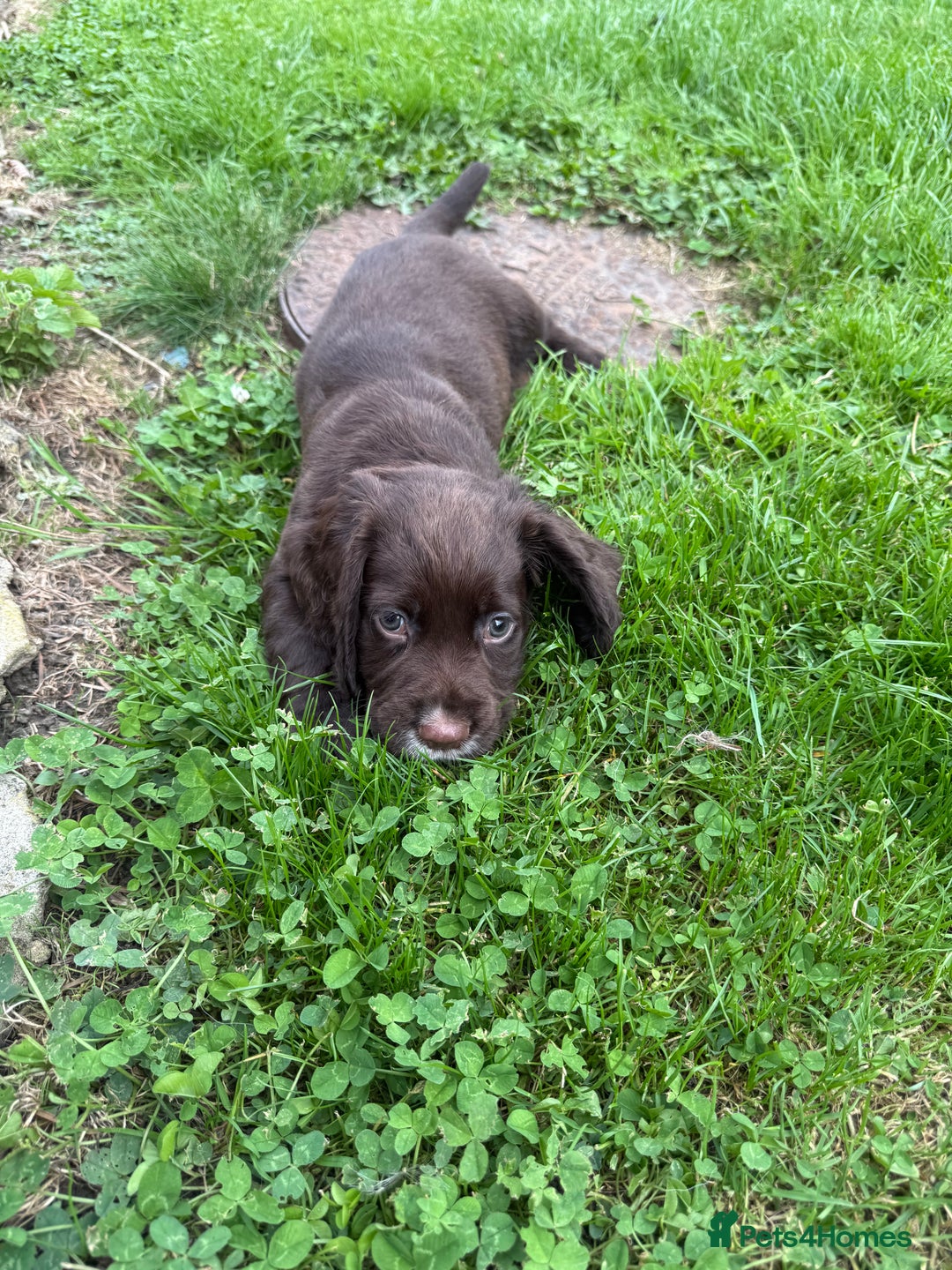 Sprocker dogs for sale: Two gorgeous working sprocker puppies left 👀 - Image 2