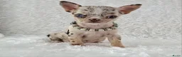 Chihuahua dogs for sale: Tiny Chihuahua Puppies  - Advert 3