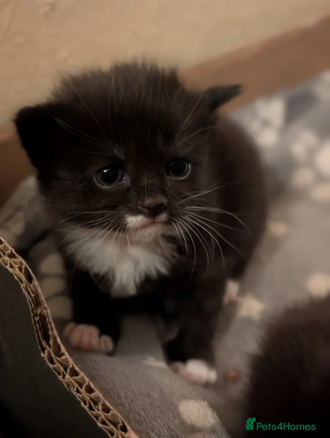 Mixed Breed cats for sale: 4x tuxedo black and white kittens - Advert 2