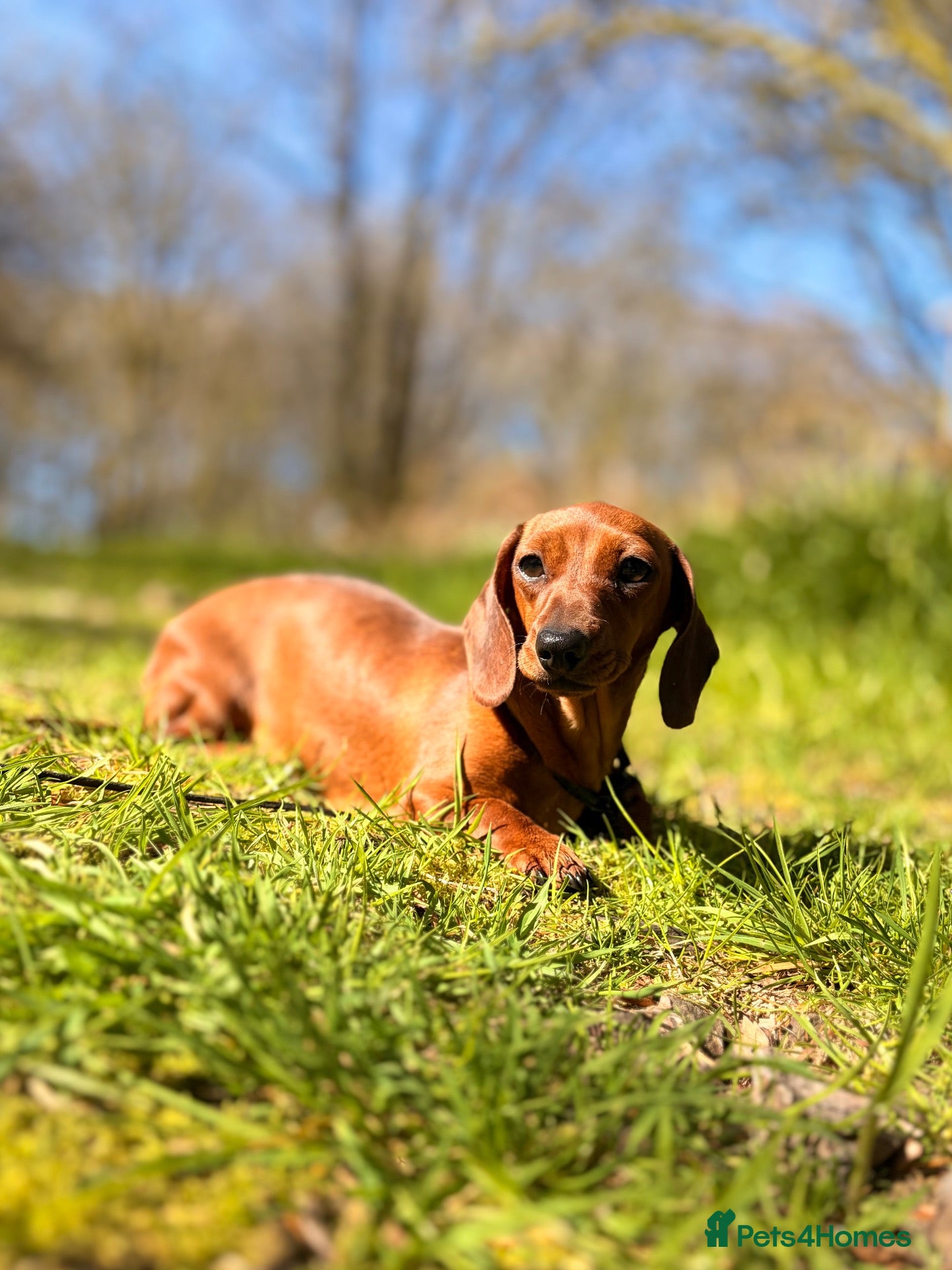 Miniature Dachshund dogs 2 Adult Smooth Haired Miniature Dachshund  - Advert 1