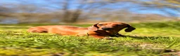 Miniature Dachshund dogs for sale: 2 Adult Smooth Haired Miniature Dachshund  - Advert 1