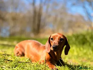 Miniature Dachshund dogs 2 Adult Smooth Haired Miniature Dachshund - Advert 1