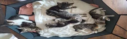 Mixed Breed cats for sale: Kittens 🥰 - Advert 4