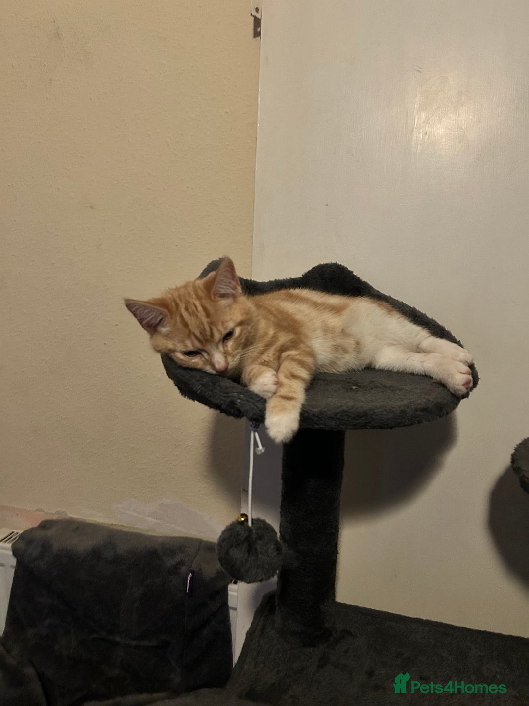 Domestic Shorthair cats for sale: Two ginger males (HAVE TO GO TOGETHER- READ DESC) - Advert 12