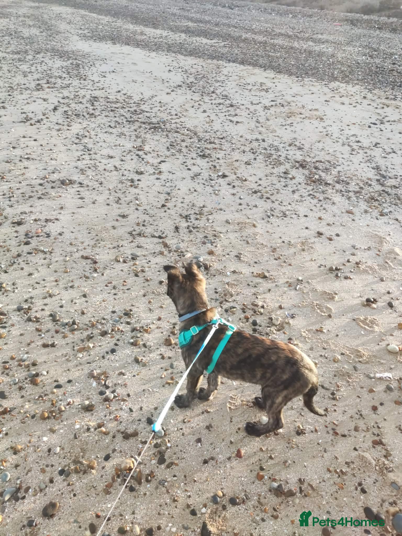 Dutch rabbits Bjorn  - Advert 1