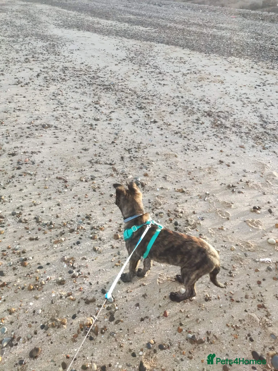 Dutch rabbits for sale: Bjorn  - Advert 1