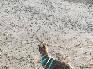 Dutch rabbits Bjorn - Advert 1