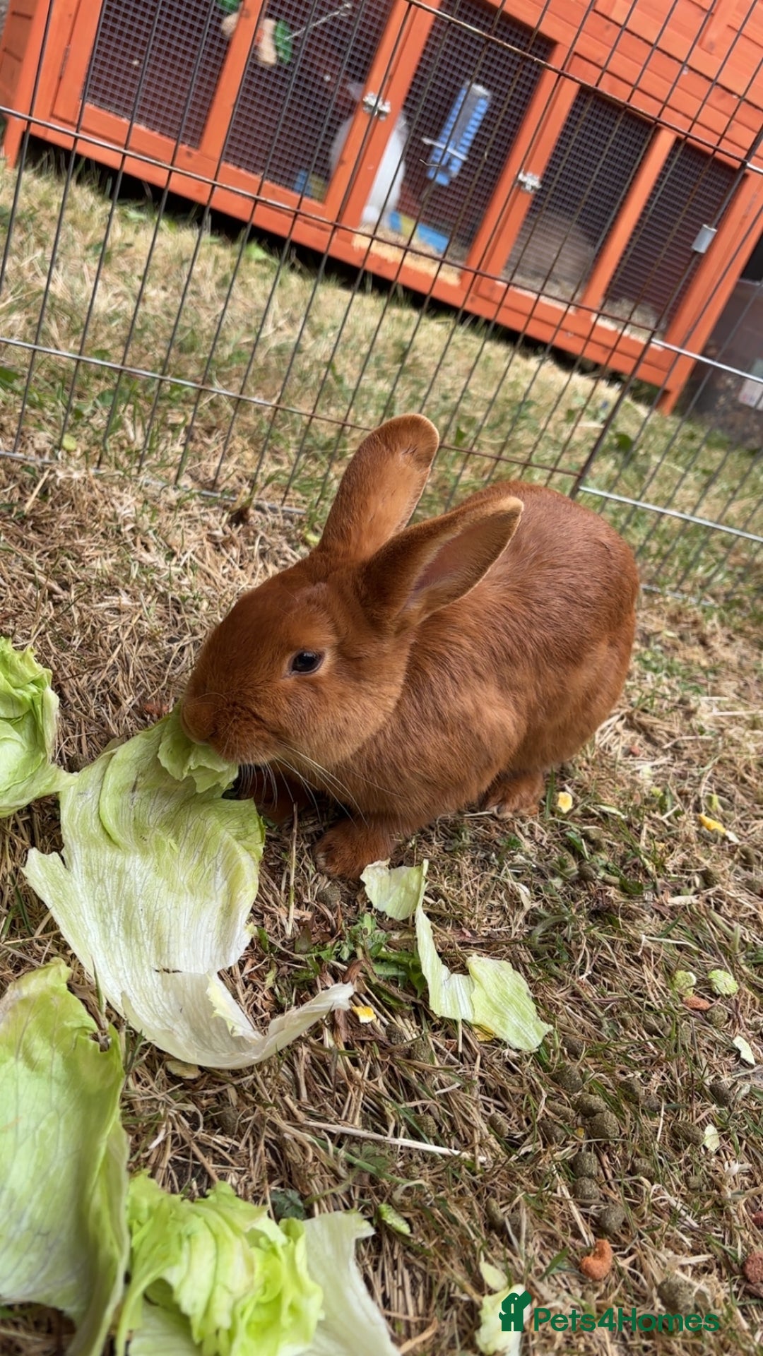 Mini Lop rabbits for sale: Male mini lop  - Image 17