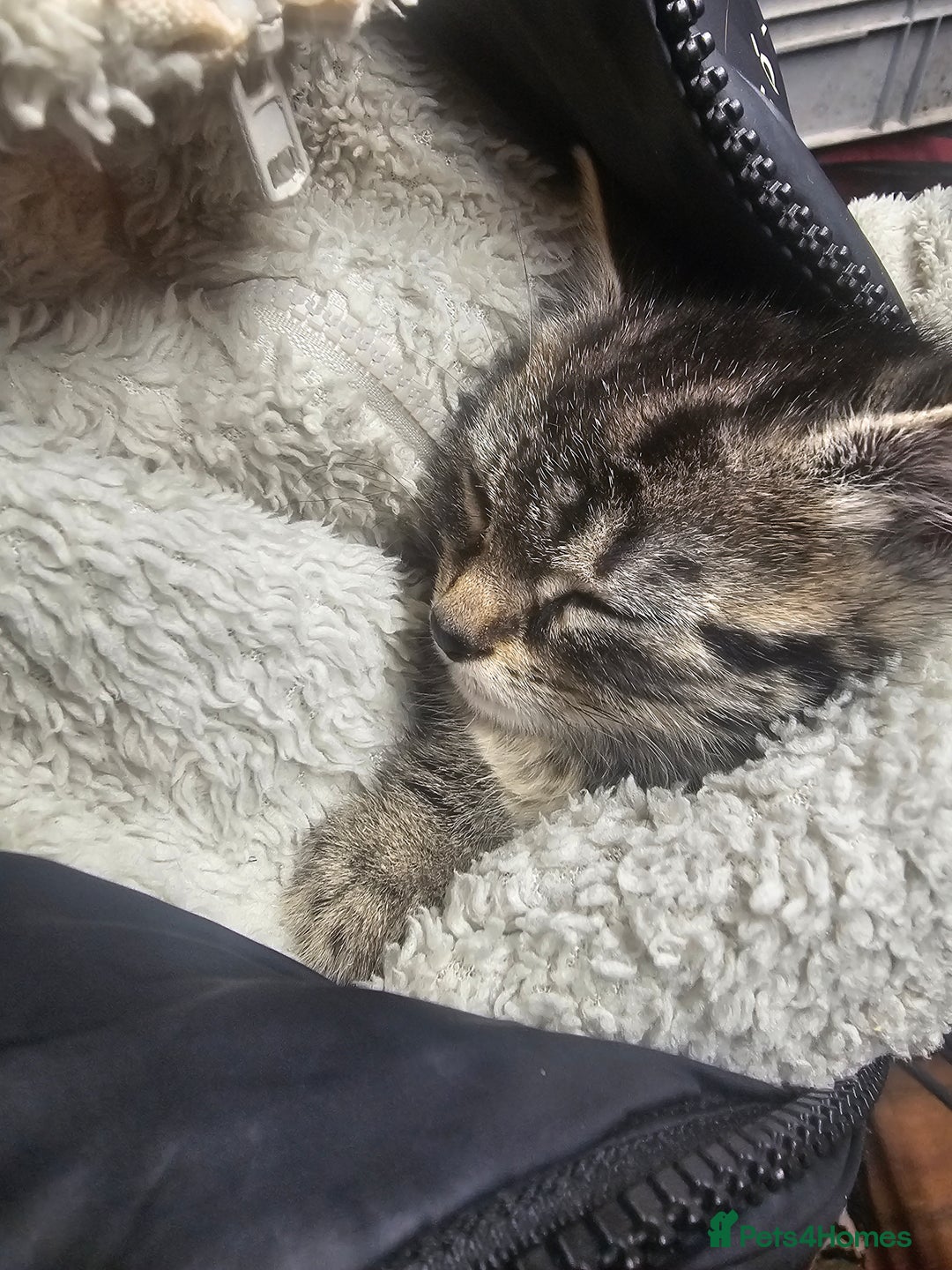 Mixed Breed cats for sale: 4 Gorgeous Bombay-Heritage Kittens- Litter Trained - Advert 8