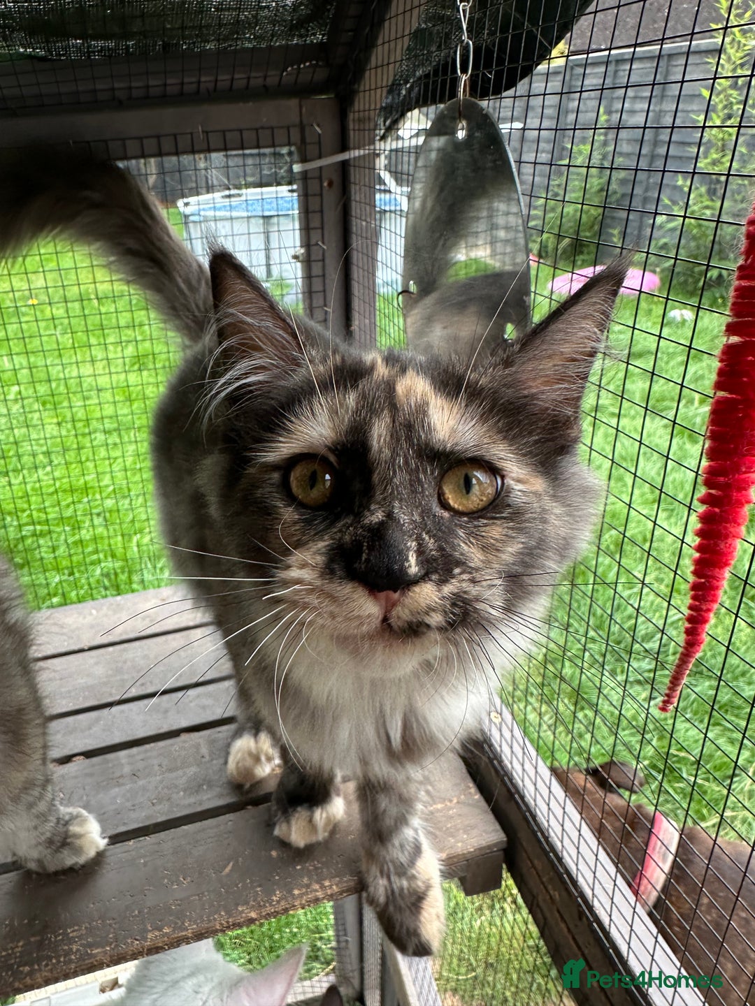 Maine Coon cats for sale: FULL Mainecoon kittens  - Image 3