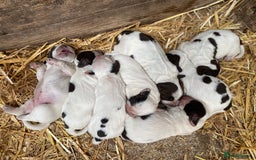 Cocker Spaniel dogs for sale: Beautiful cocker puppies - Image 21