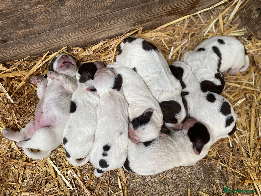 Cocker Spaniel dogs for sale: Beautiful cocker puppies - Image 21