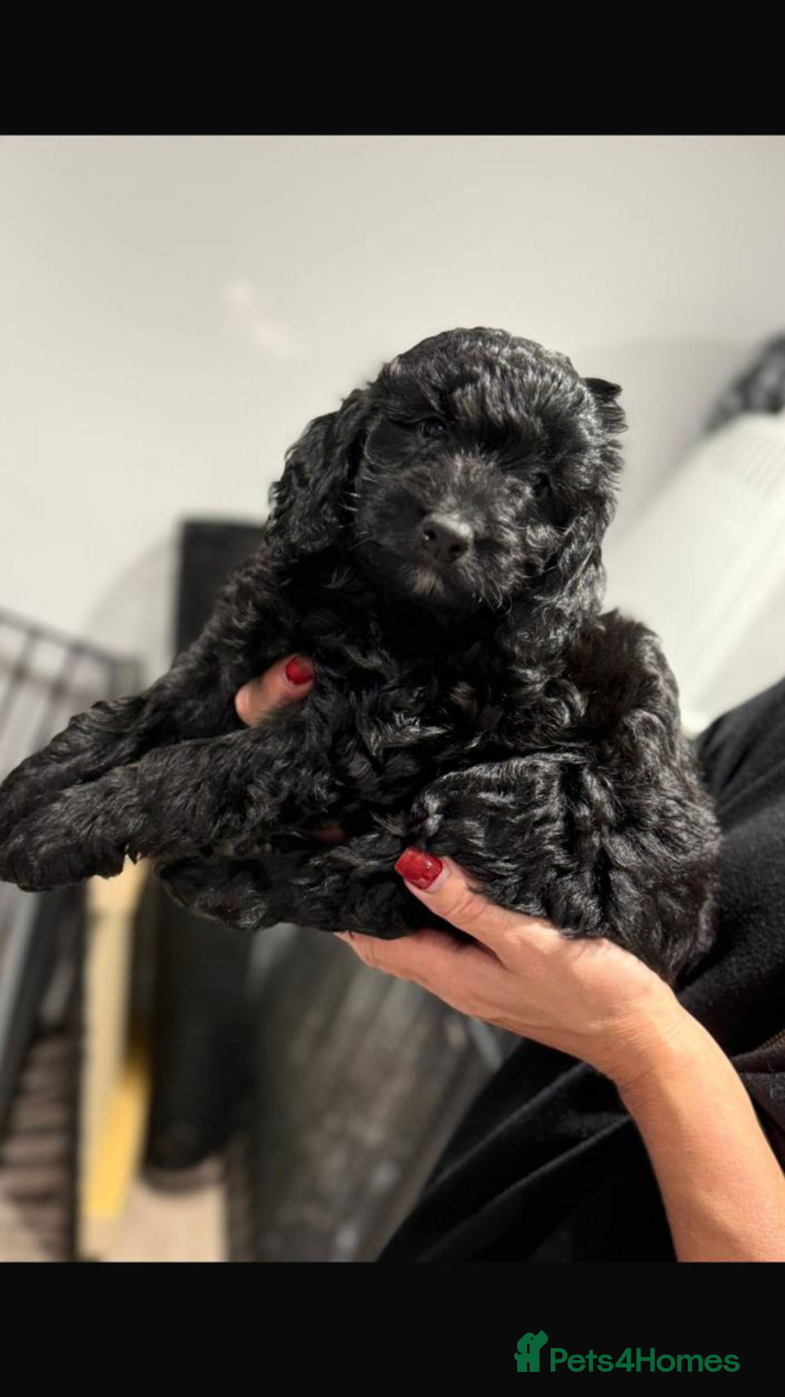 Cockapoo dogs F1 Cockapoo’s - Advert 9