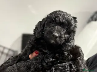 Cockapoo dogs F1 Cockapoo’s - Advert 9