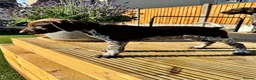 German Shorthaired Pointer dogs for sale: Ready to Leave 1 Male Left Otti 🐾🩵 - Advert 11