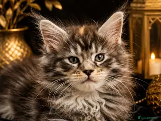 Maine Coon cats MAINE COON Kitten's redy for reservation. - Advert 1